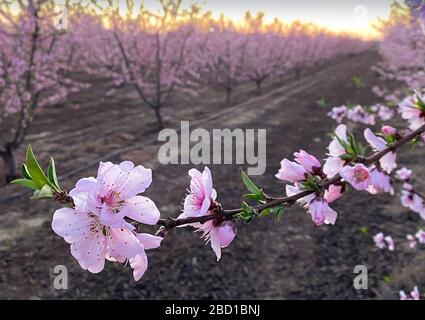 Rosafarbene Pflaumenblüten bei Sonnenuntergang auf dem Blossom Trail im Central Valley, Kalifornien, mit Kopierraum Stockfoto