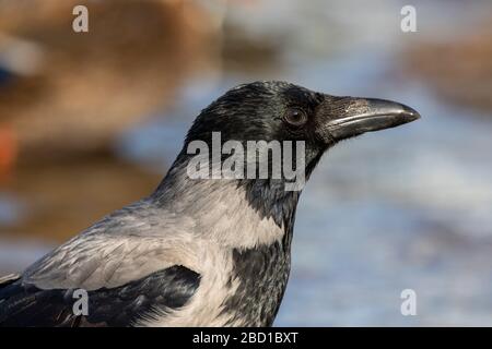 Wunderbares Nahporträt eines Kapuzenvogels. Stockfoto