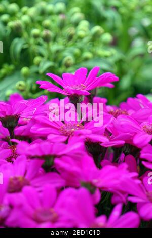 Blumenbeete sorgfältig von Gärtnern dekoriert Stockfoto