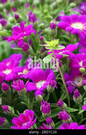 Blumenbeete sorgfältig von Gärtnern dekoriert Stockfoto