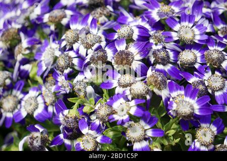 Blumenbeete sorgfältig von Gärtnern dekoriert Stockfoto