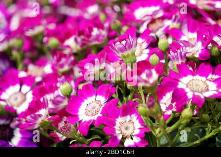 Blumenbeete sorgfältig von Gärtnern dekoriert Stockfoto