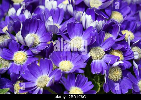 Blumenbeete sorgfältig von Gärtnern dekoriert Stockfoto