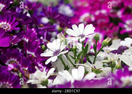Blumenbeete sorgfältig von Gärtnern dekoriert Stockfoto