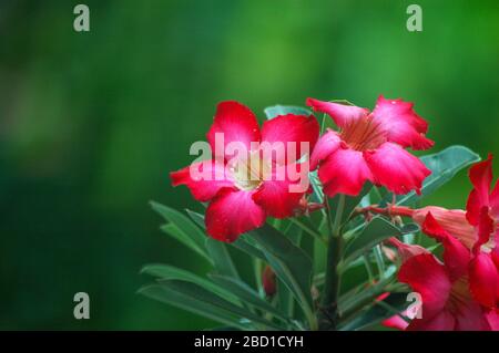 Adenium Blume im sonnigen Tag Stockfoto