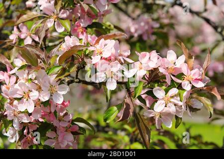 An einem schönen Frühlingstag blüht ein wunderschöner rosafarbener Apfelbaum. Stockfoto