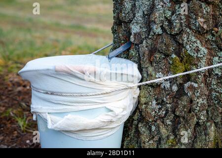 Nahaufnahme von birkensaft, der in einen Eimer tropft. Silberbirkensaft in der Natur sammeln. Ländliche Tradition Stockfoto