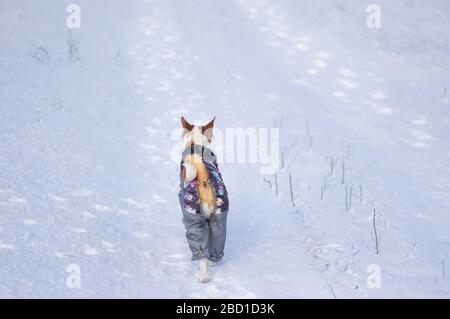 Basenji-Hund trägt Mantel, der in der Wintersaison einsam auf einer schneebedeckten Straße spazieren geht Stockfoto