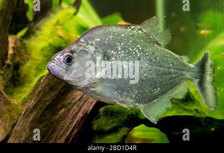 Violette Linie Piranha. Arten: Geryi,Gattung: Serrasalmus,Familie: Characidias,Ordnung: Characiformes,Klasse: Actinopterygii,Phylum: Chordata,Königreich: Animalia,Violet Line Piranha,Piranaha,Fisch,Amazonia Violet Line Piranha Stockfoto