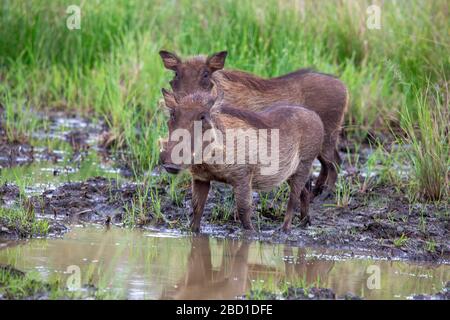 Afrikanischen Warzenschweine Stockfoto