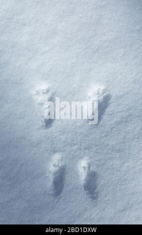 Rote Eichhörnchen Spuren auf Schnee ( Sciurus Vulgaris ) , Finnland Stockfoto