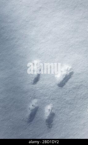 Rote Eichhörnchen Spuren auf Schnee ( Sciurus Vulgaris ) , Finnland Stockfoto