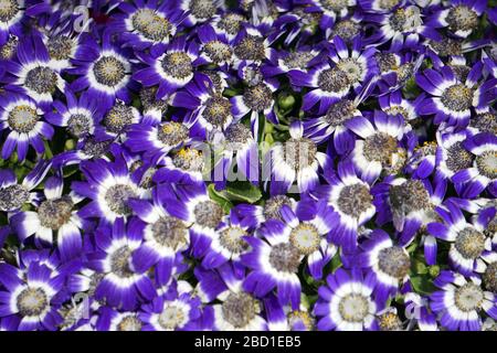 Blumenbeete sorgfältig von Gärtnern dekoriert Stockfoto