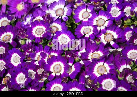 Blumenbeete sorgfältig von Gärtnern dekoriert Stockfoto