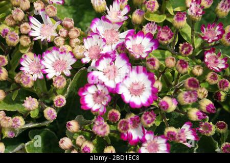 Blumenbeete sorgfältig von Gärtnern dekoriert Stockfoto