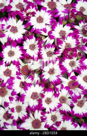 Blumenbeete sorgfältig von Gärtnern dekoriert Stockfoto