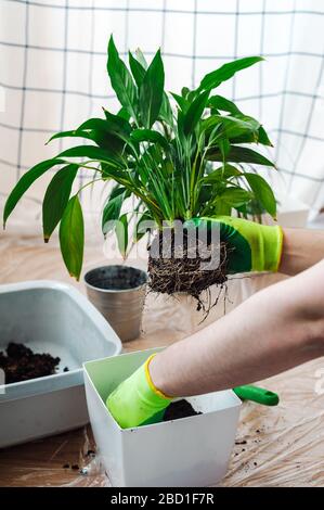 Manngärtner verpflanzen Hauspflanze Spathiphyllum. Gartenkonzept für den Hausbau. Stockfoto