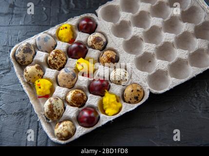 Osterquageleier und kleine gelbe Hühner in einem Pappkarton auf grauem Grund. Stockfoto