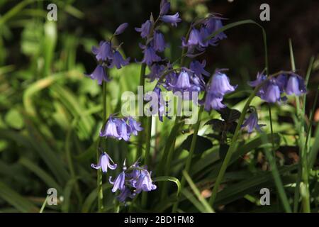 Nahaufnahme eines gemeinsamen Bluebell-"Hyacinthoides non scripta"-Anbaus in einem britischen Garten, Frühjahr 2020 Stockfoto