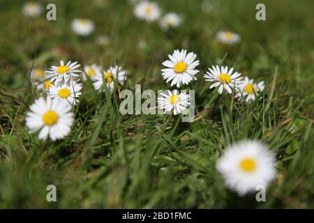 Unzählige englische Gänseblümchen (Bellis perennis L.), die auf dem Rasen in einem britischen Garten wachsen, Frühjahr 2020 Stockfoto