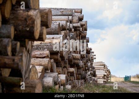 Reihen von Holzstapeln, die in einer örtlichen Holzklumpenmühle verarbeitet werden, werden zum Bauholz gemacht. Stockfoto