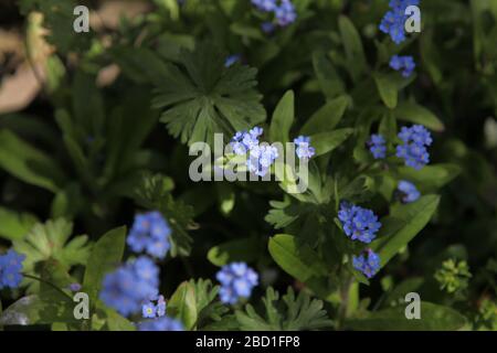 Nahaufnahme von Forget Me Not 'Myotis' in UK Garden, einer Gattung von blühenden Pflanzen in der Familie Boraginaceae, Frühjahr 2020 Stockfoto