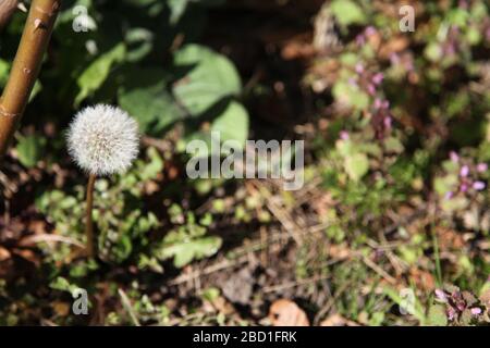 Ein Tandelion "Taraxacum" Fallschirmspringerkopf in einem britischen Garten am Tag, Frühjahr 2020 Stockfoto