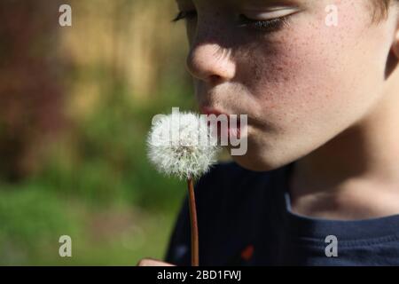 Ein Junge im Alter von 9 Jahren bläst tagsüber, im Frühjahr 2020, auf einem Fallschirmballkopf mit Löwenzahn "Taraxacum" in einem britischen Garten Stockfoto