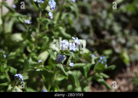 Nahaufnahme von Forget Me Not 'Myotis' in UK Garden, einer Gattung von blühenden Pflanzen in der Familie Boraginaceae, Frühjahr 2020 Stockfoto