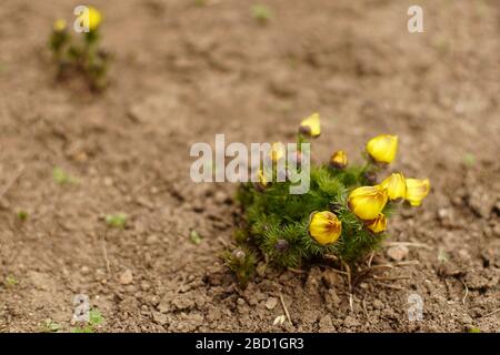 Gelbe Blumen adonis wachsen im Gartenerde Stockfoto