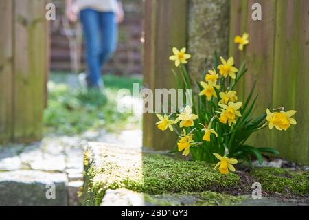 Nahaufnahme einer Gruppe gelber Narzissen im Moos vor einem Holzzaun, eine Frau, die auf einem Gartenweg im unscharfen Hintergrund spazieren geht Stockfoto