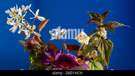 Einige Frühlingsblumen zusammen gesehen Anfang April. Stockfoto
