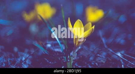 Gelbe Krokusblüte wachsen im dunkelblauen Mitternachtsfeld. Stockfoto