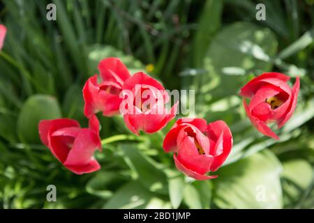 Leuchtend rote Tulpen in einem Garten an einem sonnigen Tag Stockfoto