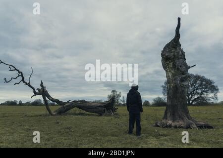 Eine seltsame Kapuzenfigur, die einen gebrochenen toten Baum auf einem Feld betrachtet. Stockfoto