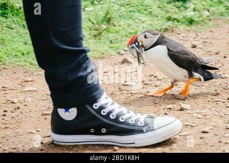 Skomer Island, Wales - 1. Juli 2017: Atlantic Puffin mit Fisch im Schnabel neben einem Touristen - Pembrokeshire, West Wales UK. Stockfoto