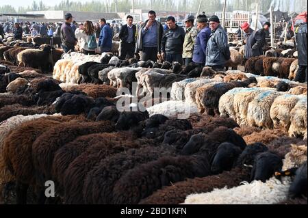 Die Männer von Uyghur blicken auf die zum Verkauf stehenden Schafe auf dem Sonntagsmarkt in Kaschgar, in Kaschgar, Xinjiang, China, Asien Stockfoto