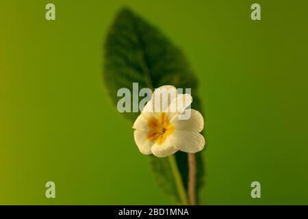 Primrosblüten Anfang April zu sehen. Stockfoto