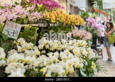 Orchideen auf dem Blumenmarkt, Mong Kok, Kowloon, Hongkong, China, Asien Stockfoto