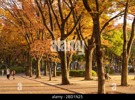 Herbstfarben im Shirakawa Park, Nagoya, Honshu, Japan, Asien Stockfoto