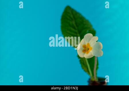 Primrosblüten Anfang April zu sehen. Stockfoto