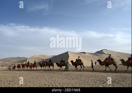 Touristen auf Kamelen, die durch die singenden Sanddünen in Dunhuang, Provinz Nordwest-Gansu, China, Asien geführt werden Stockfoto