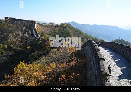 Blick entlang der chinesischen Mauer, Mutianyu-Sektion, UNESCO-Weltkulturerbe, Bäume in Herbstfarben, Peking, China, Asien Stockfoto