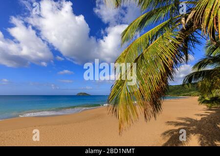 Tropischer Strand Anse de la Perle, Palmen, goldener Sand, blaues Meer, Tod in Paradise Location, Deshaies, Guadeloupe, Leeward Islands, Karibik Stockfoto