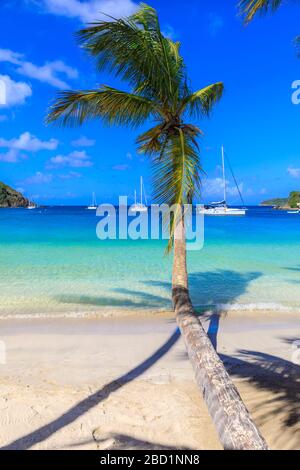 Atemberaubende Saltwhistle Bay, Jachten, weißer Strand, blaues Meer, überhängende Palmen, Mayreau, Grenadinen, St. Vincent und die Grenadinen, Karibik Stockfoto