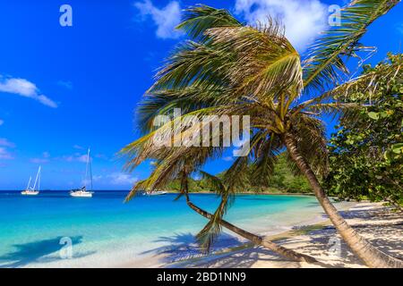 Atemberaubende Saltwhistle Bay, Jachten, weißer Strand, blaues Meer, überhängende Palmen, Mayreau, Grenadinen, St. Vincent und die Grenadinen, Karibik Stockfoto