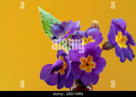 Primrosblüten Anfang April zu sehen. Stockfoto