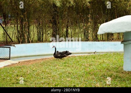 Schwarzer Schwan des wilden Vogels auf grünem Gras. Stock-Foto-Bild Stockfoto