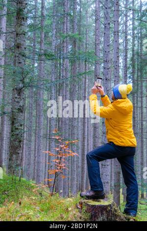 Der Mensch fotografiert Bäume mit Handy, Somadida-Reserve, in den Bergen, Auronzo di Cadore, Veneto, Italien, Europa Stockfoto
