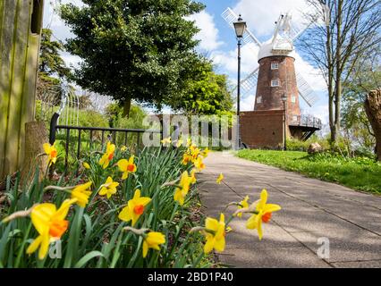 Frühlings-Narzissen im Greens Windmill and Science Center in Sneinton, Nottingham Nottinghamshire England UK Stockfoto